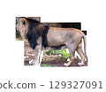 Lion side view standing on all fours transparent background. High quality photo 129327091