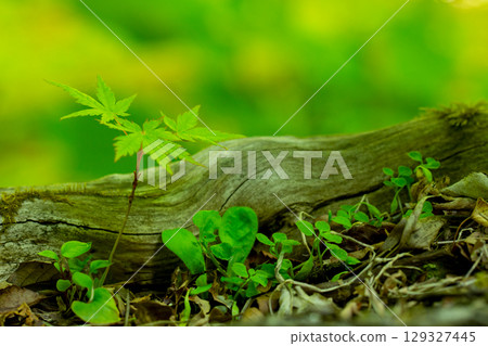 Maple sprout 129327445