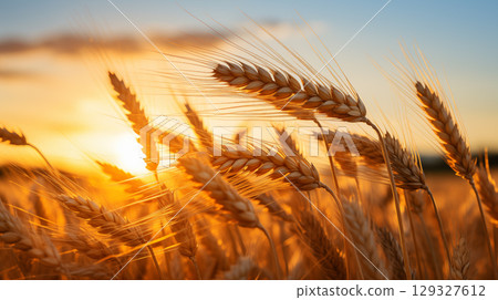 wheat field. golden wheat field and sunny day. 129327612