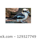 Side view of a kookaburra bird with standing pose, isolated on transparent background 129327749