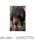Brown eagle eats prey, holds it with paws. On a transparent background 129327752