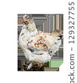 Spotted chicken walking with raised leg on transparent background 129327755