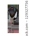 Black stork standing on one leg on transparent background. 129327756