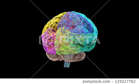 Colored Wireframe of Right Brain Hemisphere from Back and Side 129327762