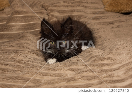Small, angry, black kitten is lying on the bed 129327840