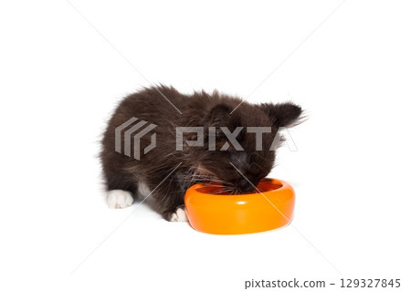 Small kitten eats from an orange bowl 129327845