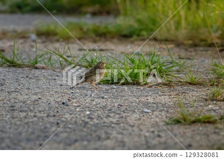 Meadow pipit, Anthus pratensis Meadow pipit, Anthus pratensis 129328081