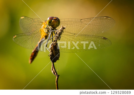 Dragonfly insect in nature. 129328089