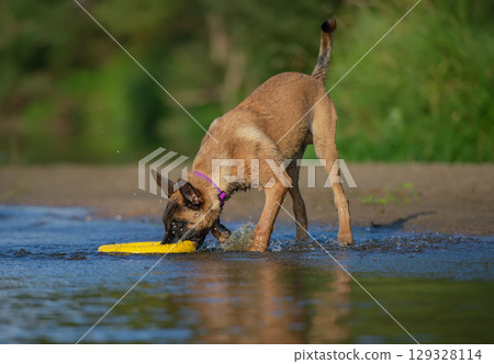 Belgian Malinois Playing with yellow toy ring in Water Belgian Malinois Playing with yellow toy ring in Water 129328114