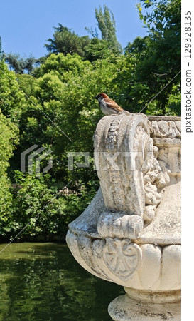 Sparrow perched on a weathered stone balustrade beside a green pond in a lush park 129328135