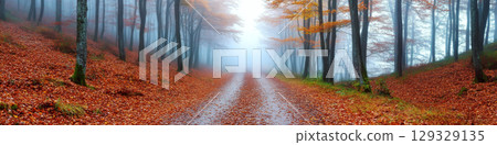 Pathway lined with tall trees covered in autumn leaves, leading into fog. Concept of serene nature and tranquility. For seasonal greeting cards. Pathway lined with tall trees covered in autumn leaves, leading into fog. Concept of serene nature and tranquility. For seasonal greeting cards. 129329135