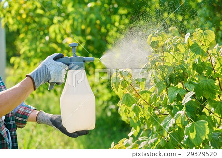 Female with garden sprayer spraying blackcurrant bush 129329520