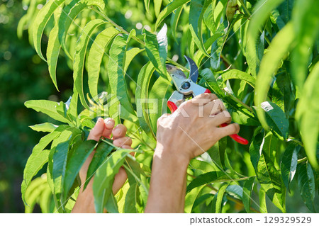 Female gardener with pruning shears pruning peach tree in the garden Female gardener with pruning shears pruning peach tree in the garden 129329529