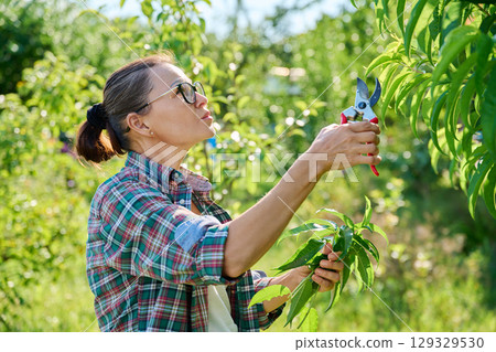 Female gardener with pruning shears pruning peach tree in the garden 129329530