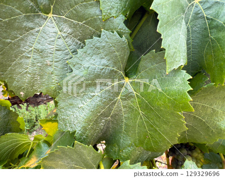 Close up of vineyard leaves. wine farming 129329696