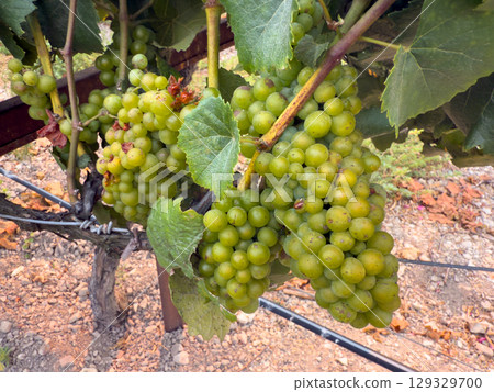 Close up of grapes hanging on branch. Hanging grapes. Grape farming 129329700