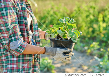 Woman holding strawberry plant in pot in garden Woman holding strawberry plant in pot in garden 129329740