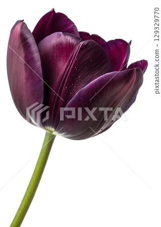 Elegant dark purple tulip in full bloom, single spring flower isolated on transparent background 129329770