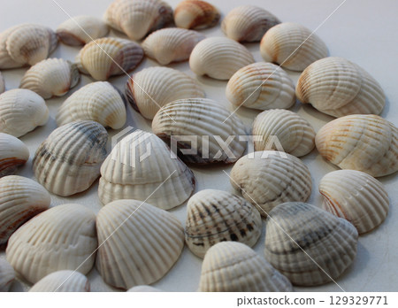 Closeup of white identical seashells laid out in a circle on a white surface 129329771