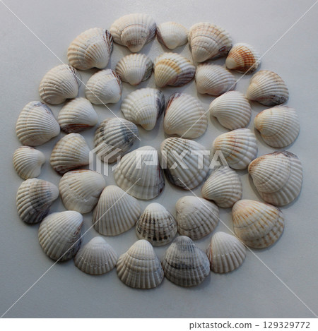 Square Stock Photo Of Round Pattern Of Same Seashells Laid Out On White 129329772