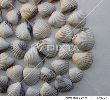 Circle Pattern Of Same Seashells On White Surface  129329774