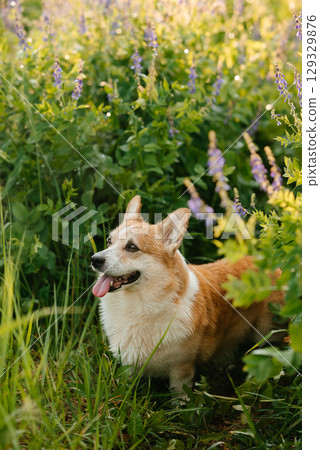 Happy Corgi Enjoying a Walk Through Wildflowers 129329876