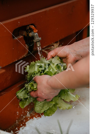 Hands Washing Fresh Lettuce Under Outdoor Faucet 129329937