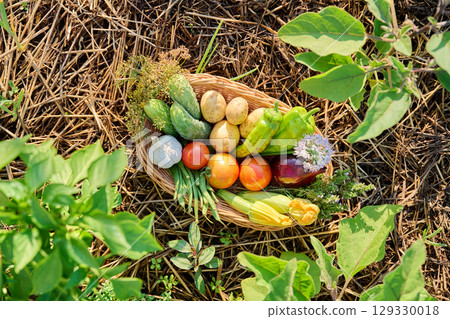 Top view of basket with summer harvest of many different vegetables, herbs 129330018