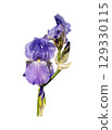 Iris germanica tender bright light violet garden flower with two heads, stem selective focus close-up, cutout with clipping path object, floral design element, clipart for card, invitation, holiday 129330115