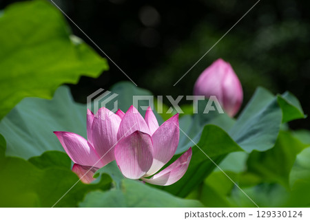 復活的古蓮花（東京藥師池公園）4 129330124