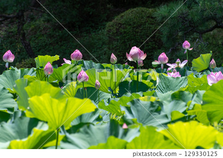 Revived ancient lotus (Yakushiike Park, Tokyo) 5 129330125