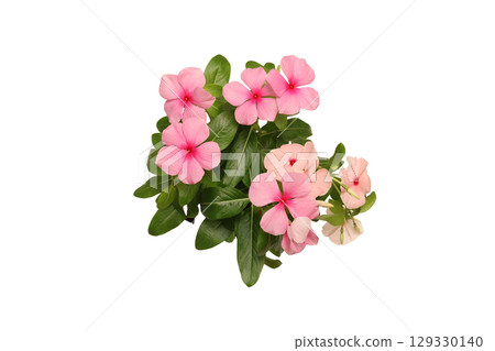 Bouquet of Madagascar periwinkle on white background Bouquet of Madagascar periwinkle on white background 129330140