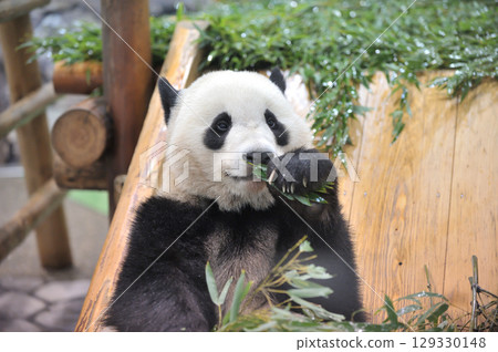 長濱大口吃著竹子 129330148