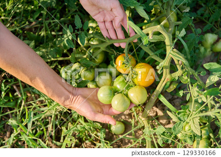 Female hands showing tomato plant with unripe green yellow tomatoes 129330166