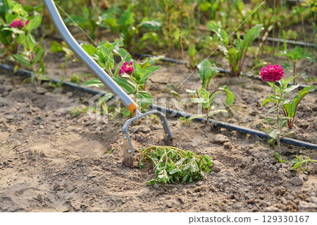 Garden hand metal tool hoe for weed control, soil cultivation, on vegetable beds 129330167