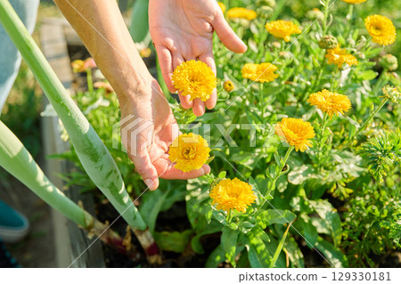 Close up of blooming orange terry Calendula bush in woman hands, outdoors 129330181