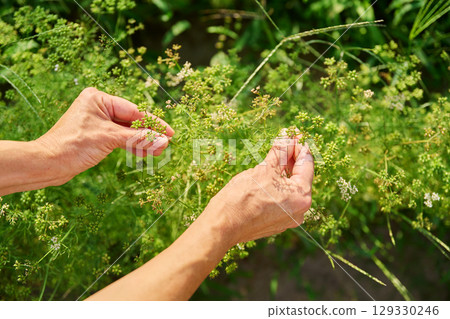 Close up of hands showing coriander plant with seed buds Close up of hands showing coriander plant with seed buds 129330246