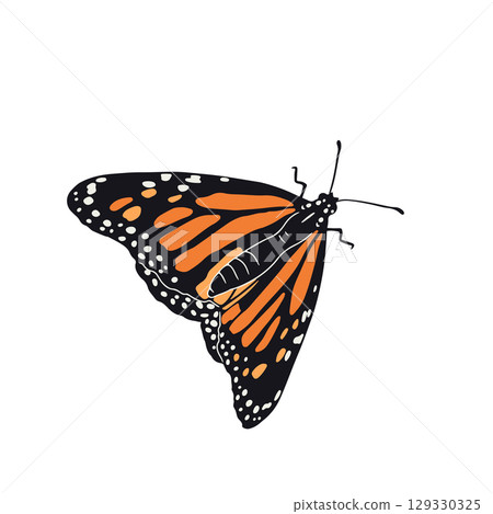 Hand drawn orange monarch butterfly clip art 129330325