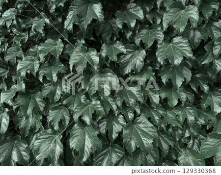 A vibrant and dense green leaf wall, perfect for use as a natural background or eco-friendly design element. The fresh foliage is evenly layered, creating a seamless texture that symbolizes nature A vibrant and dense green leaf wall, perfect for use as a natural background or eco-friendly design element. The fresh foliage is evenly layered, creating a seamless texture that symbolizes nature 129330368