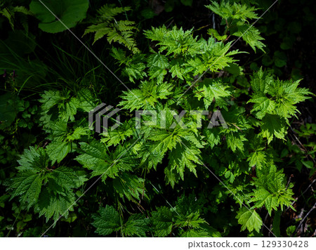 Bright green leaves 129330428