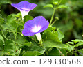琉球牽牛花石壁風景 129330568