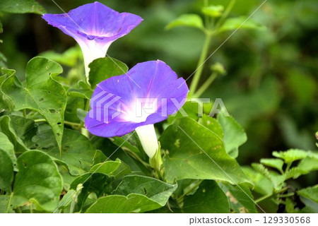 Ryukyu morning glory stone wall scenery 129330568