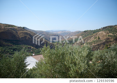 Scenic Rolling Hills with Olive Groves Under a Clear Blue Sky Scenic Rolling Hills with Olive Groves Under a Clear Blue Sky 129330596
