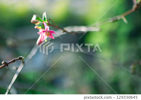 Ugus Kagura 129330645