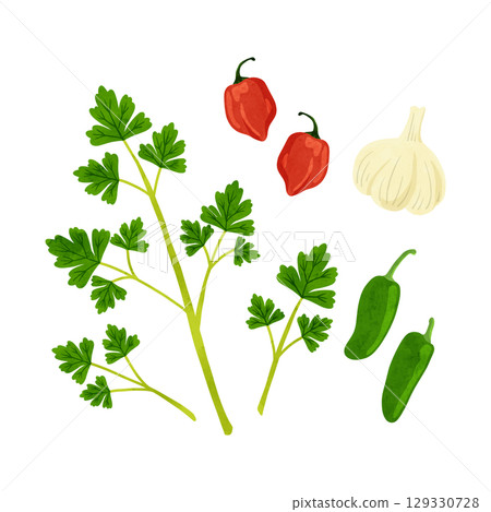 一組義大利歐芹、大蒜和辣椒。水彩手繪插圖。 129330728