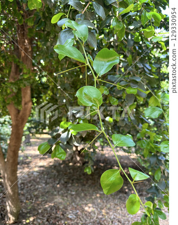 Abyssinian Gooseberry (lat.- Dovyalis abyssinica) 129330954