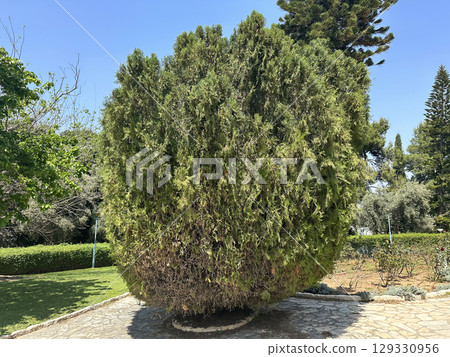 Chinese thuja, Oriental arborvitae, biota or Oriental thuja (lat.- Platycladus orientalis) 129330956