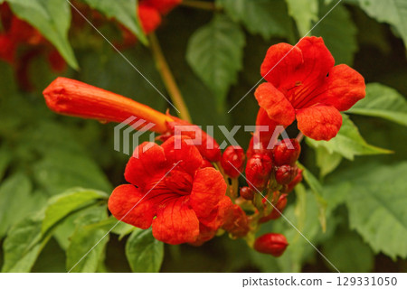 Campsis rooting, Campsis creeping - deciduous woody vine of the Bignoniaceae family 129331050