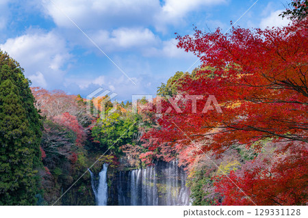 [Autumn foliage] Shiraito Falls in Fujinomiya City in autumn and Mount Fuji peeking through the clouds [Shizuoka Prefecture] 129331128