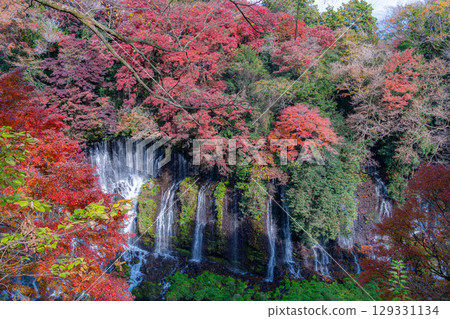 [Autumn foliage] Shiraito Falls in Fujinomiya City in autumn and Mount Fuji peeking through the clouds [Shizuoka Prefecture] 129331134